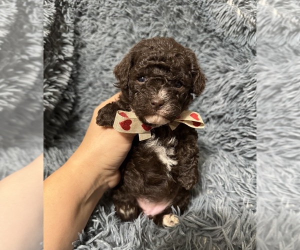 Medium Photo #1 Cavapoo (Toy) Puppy For Sale in JEFFERSONVILLE, IN, USA