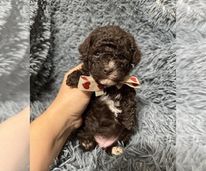 Cavapoo (Toy) Puppy for sale in JEFFERSONVILLE, IN, USA