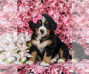 Bernese Mountain Dog Puppy for sale in NEW HOLLAND, PA, USA