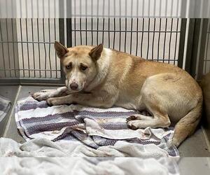 Siberian Husky-Unknown Mix Dogs for adoption in Modesto, CA, USA