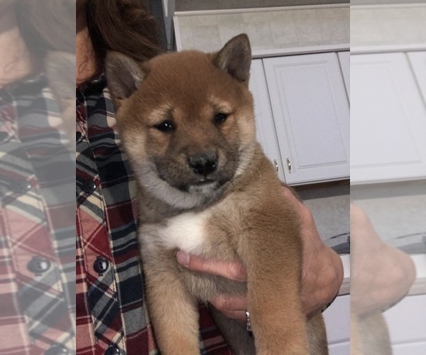 Medium Photo #1 Shiba Inu Puppy For Sale in SULLIVAN, IL, USA