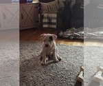 Small #1 American Bully