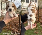 Puppy Honeys Tan Beagle