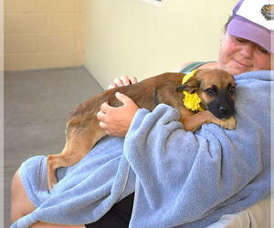 Mutt Dogs for adoption in McKinney, TX, USA