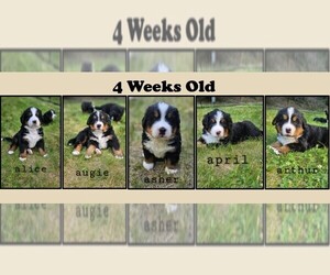 Bernese Mountain Dog Puppy for Sale in SAINT MARIES, Idaho USA