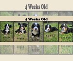 Image preview for Ad Listing. Nickname: Litter of 5