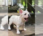 Small Photo #13 French Bulldog Puppy For Sale in READING, PA, USA