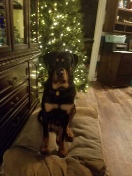 Medium Photo #7 Rottweiler Puppy For Sale in POTTSBORO, TX, USA