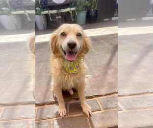 Golden Retriever-Unknown Mix Dogs for adoption in Escondido, CA, USA