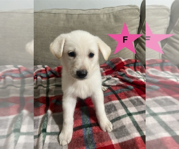 Medium Photo #2 German Shepherd Dog Puppy For Sale in ALACHUA, FL, USA