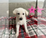 Small #1 German Shepherd Dog