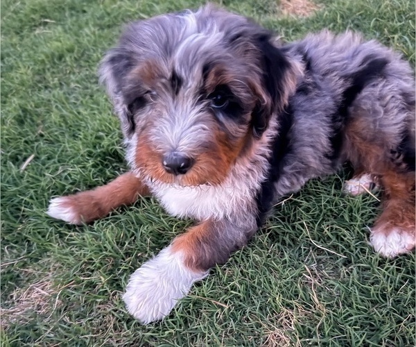 Medium Photo #3 Aussie-Poo-Bernedoodle Mix Puppy For Sale in LEXINGTON, SC, USA