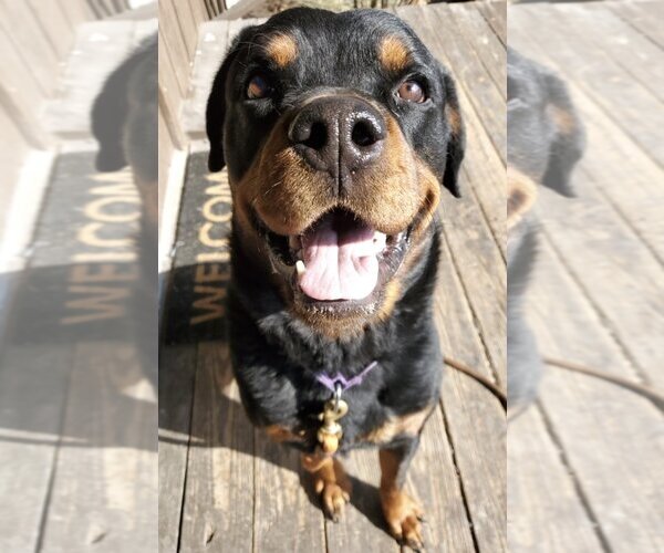 Medium Photo #2 Rottweiler Puppy For Sale in Stroudsburg, PA, USA