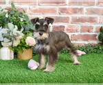 Small #5 Schnauzer (Miniature)