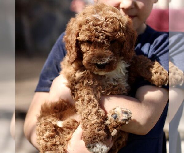 Medium Photo #3 Goldendoodle (Miniature) Puppy For Sale in EPHRATA, PA, USA