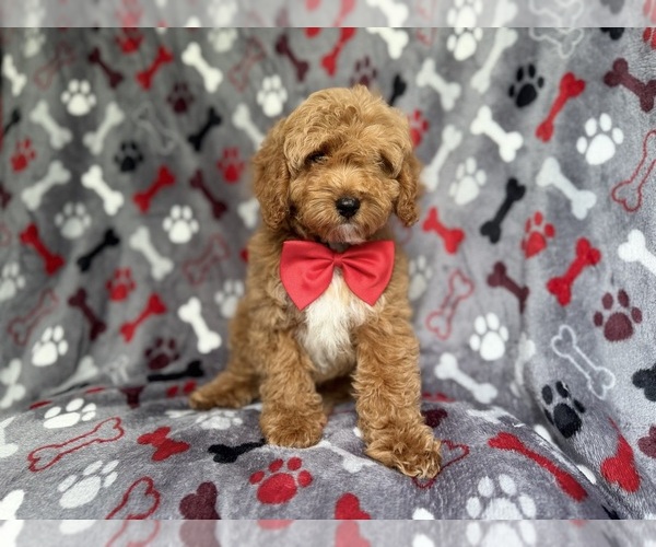 Medium Photo #6 Cockapoo (Miniature) Puppy For Sale in LAKELAND, FL, USA