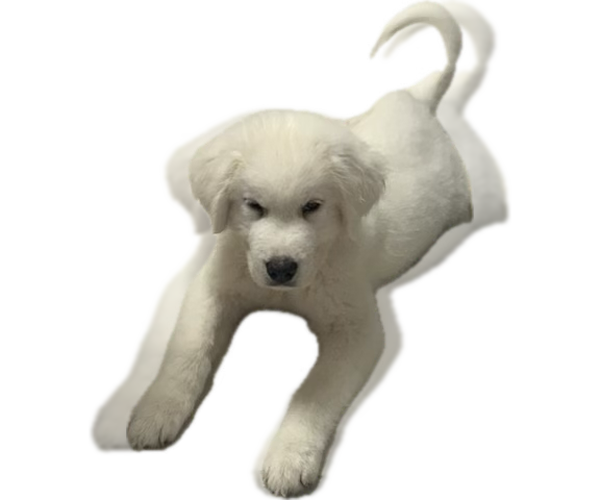 Medium Photo #14 Chihuahua-Chow Chow Mix Puppy For Sale in Houston, TX, USA