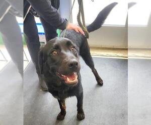 Medium Labrador Retriever Mix
