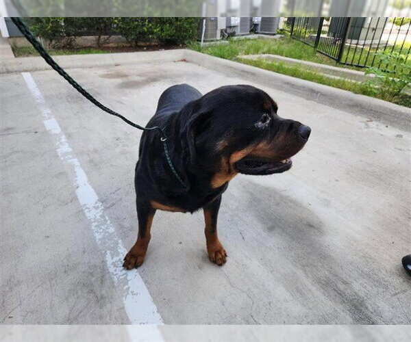 Medium Photo #1 Rottweiler Puppy For Sale in Houston, TX, USA