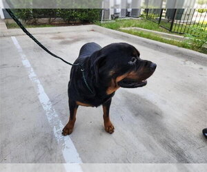 Rottweiler Dogs for adoption in Houston, TX, USA