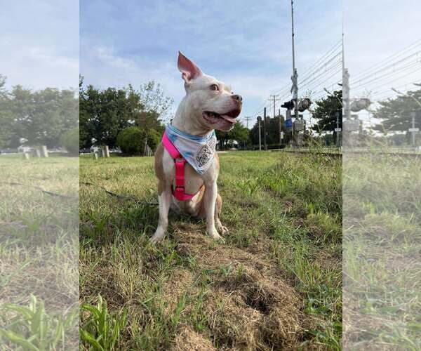 Medium Photo #8 Mutt Puppy For Sale in Rockville, MD, USA