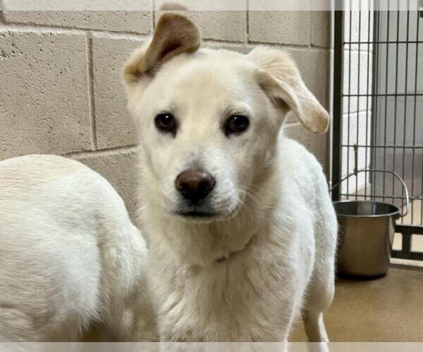 Medium Photo #1 Siberian Husky-Unknown Mix Puppy For Sale in Martinez, CA, USA