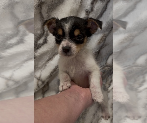 Medium Photo #8 Jack Russell Terrier Puppy For Sale in MOUNT CARMEL, PA, USA
