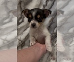 Small #7 Jack Russell Terrier