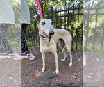 Small #1 Greyhound