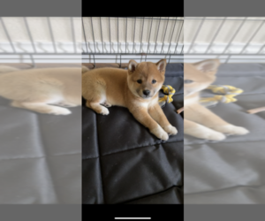 Shiba Inu Puppy for sale in FRIENDSWOOD, TX, USA