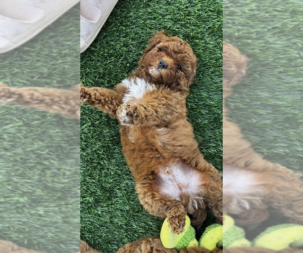 Medium Photo #6 Goldendoodle (Miniature) Puppy For Sale in APTOS, CA, USA