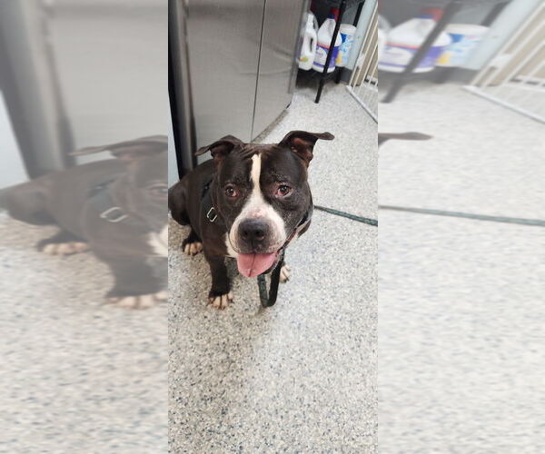 Medium Photo #4 American Staffordshire Terrier-Unknown Mix Puppy For Sale in Sayreville, NJ, NJ, USA
