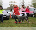 Small Photo #10 Schnauzer (Giant) Puppy For Sale in Hatvan, Heves, Hungary
