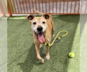 Mutt Dogs for adoption in Las Vegas, NV, USA