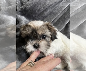 Zuchon Puppy for sale in WARWICK, RI, USA
