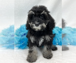 Bernedoodle (Miniature) Puppy for sale in BULLARD, TX, USA