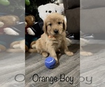 Small Photo #4 Golden Retriever Puppy For Sale in ABERDEEN, ID, USA