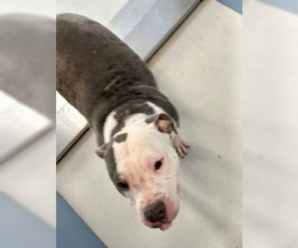 Medium Photo #3 American Pit Bull Terrier Puppy For Sale in Pampa, TX, USA
