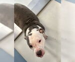 Small #2 American Pit Bull Terrier
