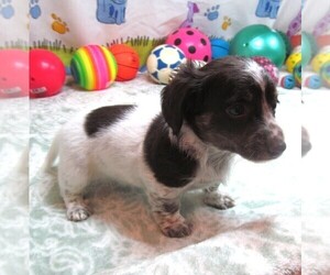Chiweenie-Poodle (Toy) Mix Puppy for sale in RATTAN, OK, USA