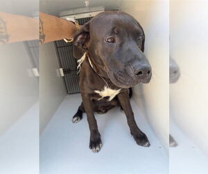 American Staffordshire Terrier-Unknown Mix Dogs for adoption in Houston, TX, USA