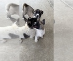 Small Photo #12 Akita-Alusky Mix Puppy For Sale in SAN JACINTO, CA, USA