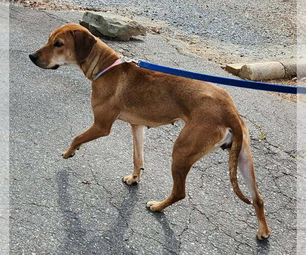 Medium Photo #4 Labrador Retriever-Unknown Mix Puppy For Sale in Alexander, AR, USA