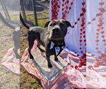 Small #10 American Staffordshire Terrier Mix