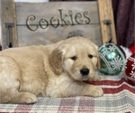 Small Photo #4 Golden Retriever Puppy For Sale in SMITHVILLE, TX, USA