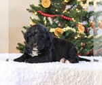 Small Photo #4 Bernedoodle-Poodle (Standard) Mix Puppy For Sale in DENVER, PA, USA