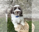 Small #3 Havanese