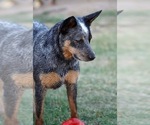 Small #4 Australian Cattle Dog