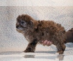 Small #5 Poodle (Toy)