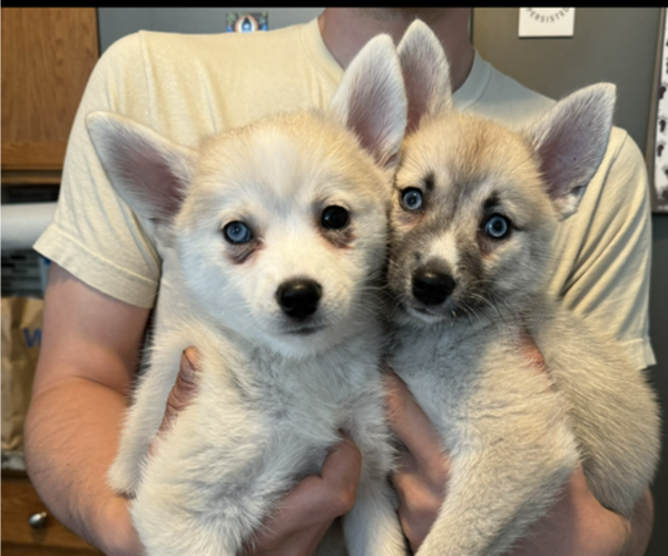 Medium Photo #202 Pomsky Puppy For Sale in LOVELAND, CO, USA